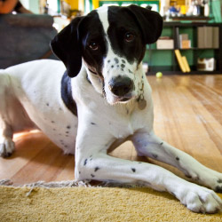 DogWatch of Green Country, Tulsa, Oklahoma | Indoor Pet Boundaries Contact Us Image