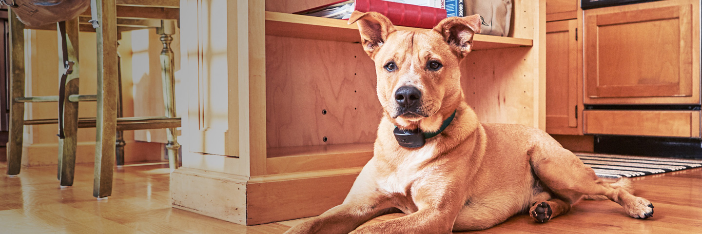 DogWatch of Green Country, Tulsa, Oklahoma | Indoor Pet Fences Slider Image